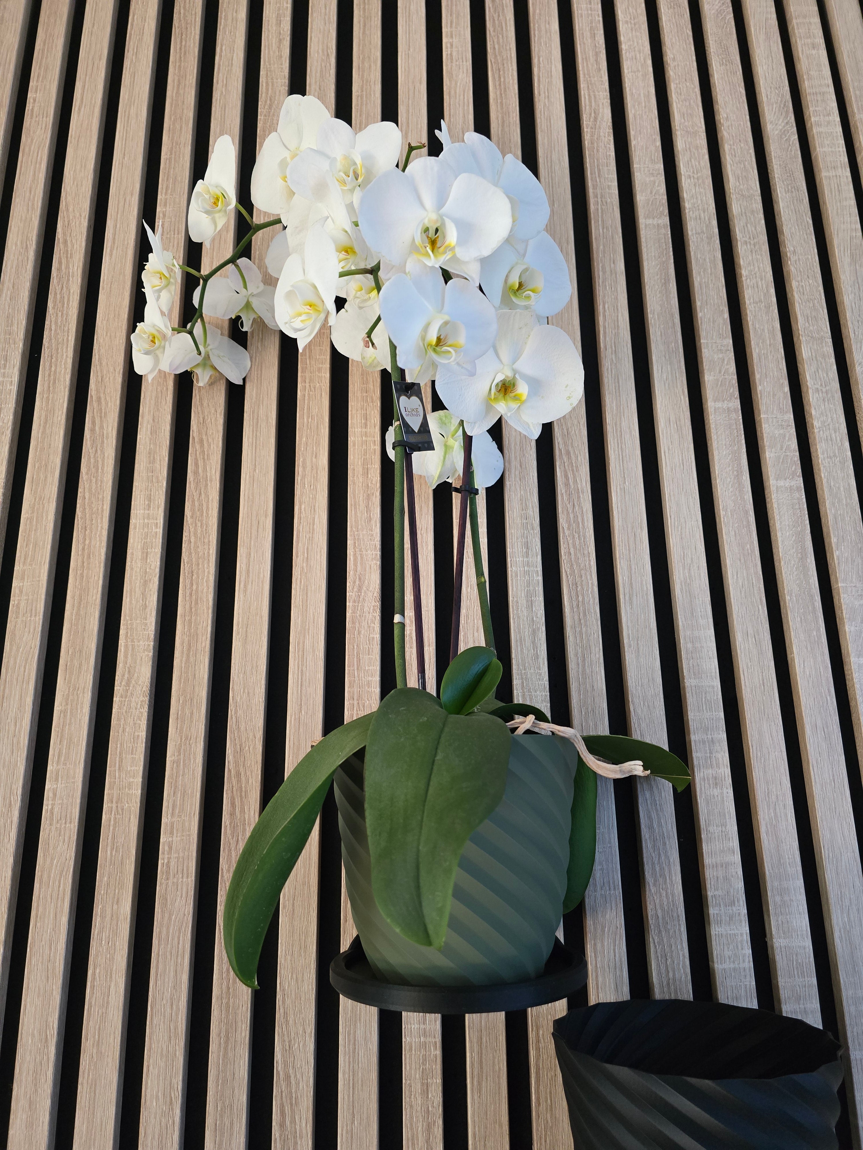 Enhance your acoustic panels in your living room with the sleek and functional Aku Panel Design Plant Ring by WallTune. This meticulously crafted Ring is the ideal complement to your AKU (acoustic) panel, offering a custom design that seamlessly integrates with popular brands such as WoodUpp, Hori, Nordic, Fibrotech, Bauhaus, Hornbach, and Obi.