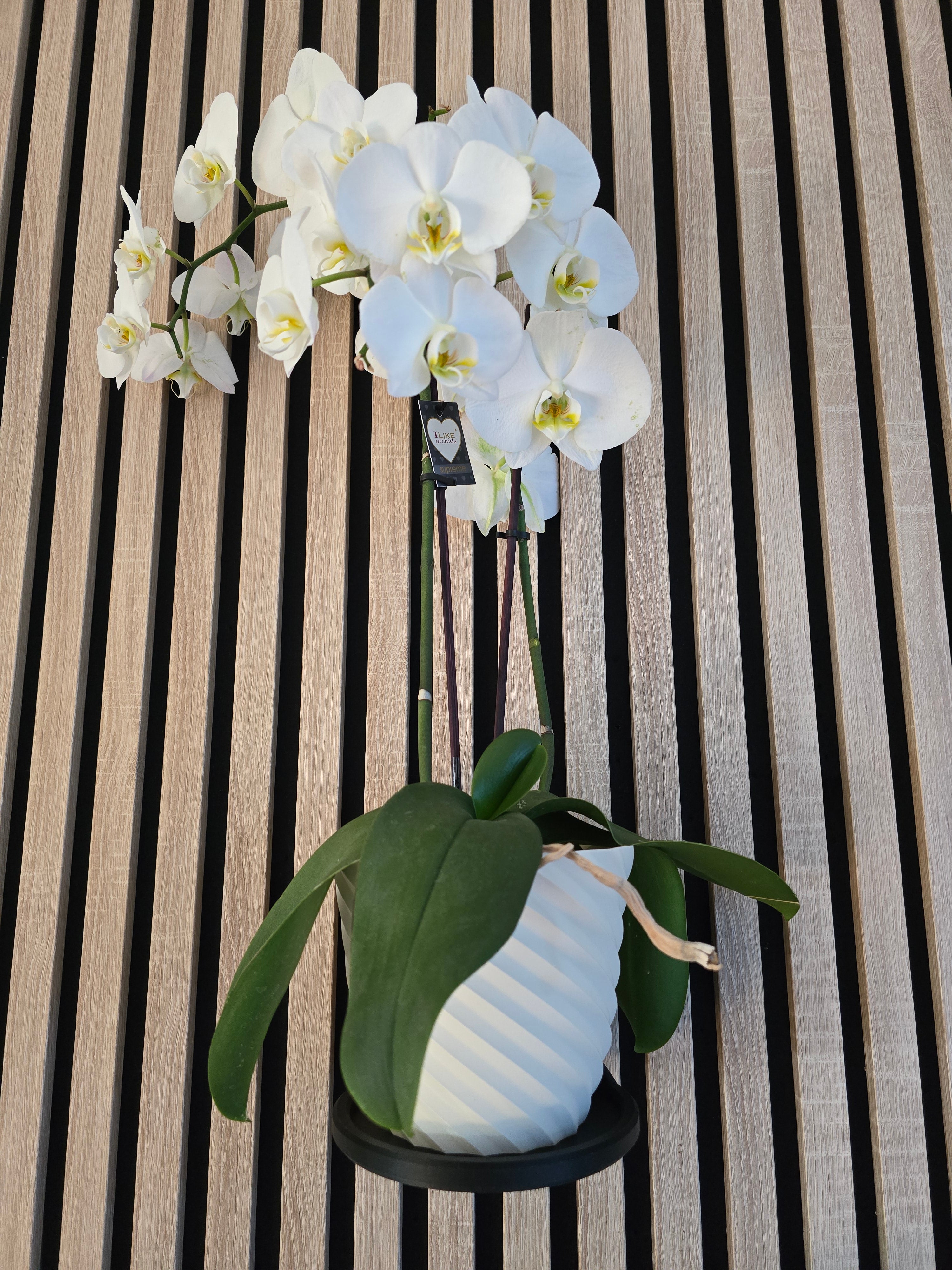 Enhance your slat wall panels with the sleek and functional Aku Panel Design Plant Ring by WallTune. This meticulously crafted Ring is the ideal complement to your AKU (acoustic) panel, offering a custom design that seamlessly integrates with popular brands such as WoodUpp, Hori, Nordic, Fibrotech, Bauhaus, Hornbach, and Obi.